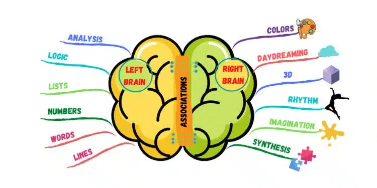 left brain vs right brain