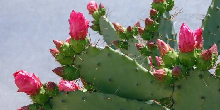 remove cactus needles from skin