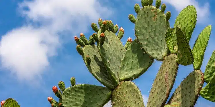 cactus needles in skin