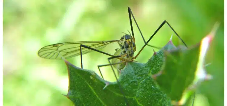 effective mosquito repellents